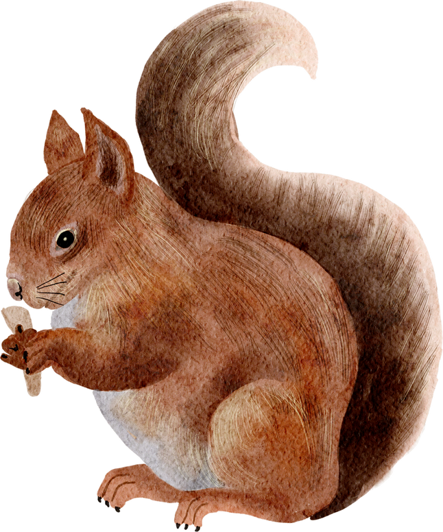 Cure squirrel watercolor painting